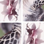 Motiv: Flying Orchids