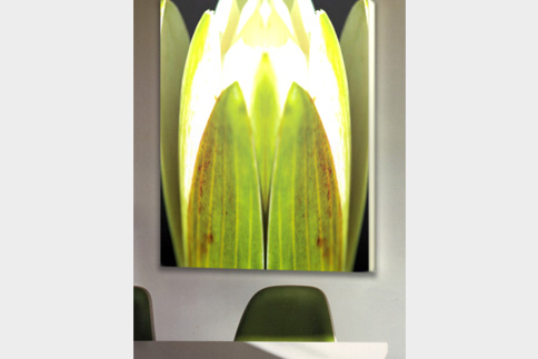 Motiv: Lolling Waterlilies